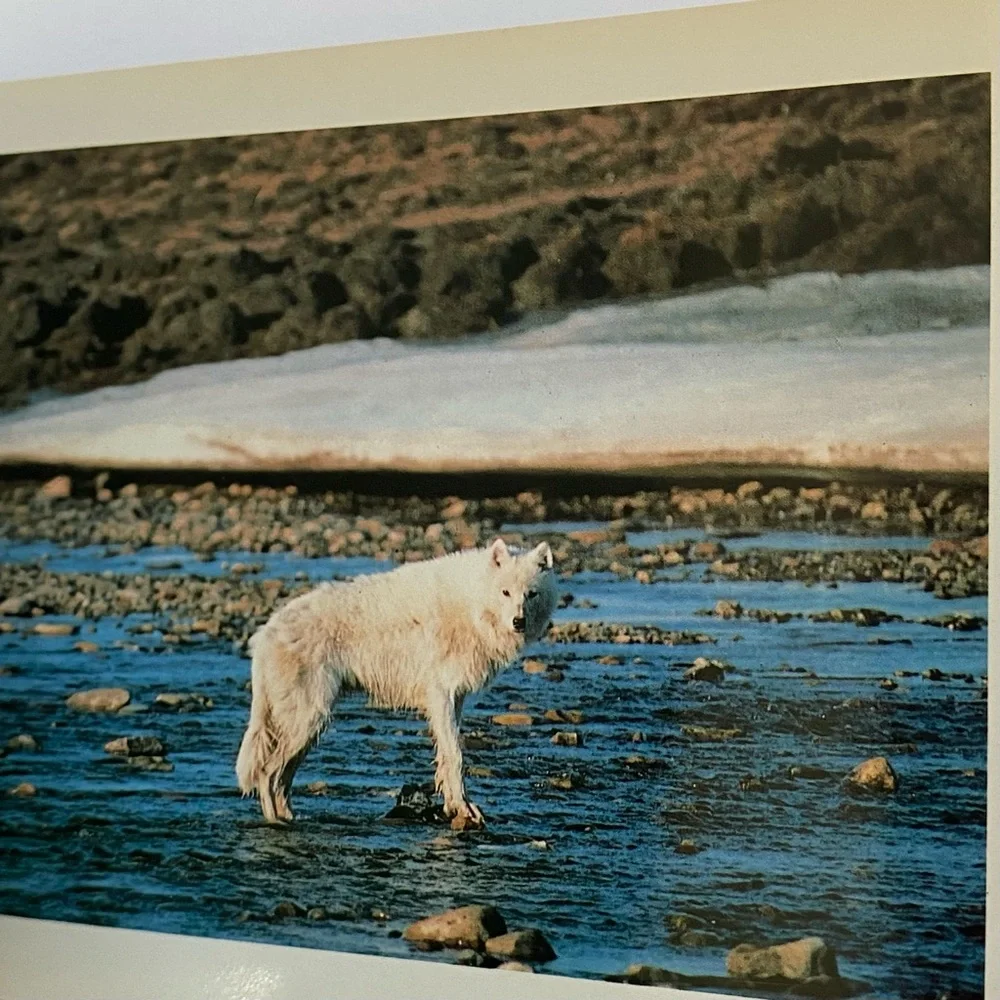 Wolves Postcard Collection Vintage 1990 International Wild Center Set Of  Pics